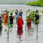 Rehabilitasi Mangrove Di Lakukan Untuk Memulihkan Lingkungan