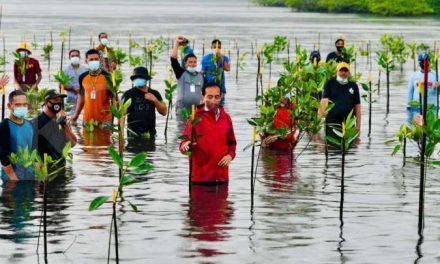 Rehabilitasi Mangrove Di Lakukan Untuk Memulihkan Lingkungan