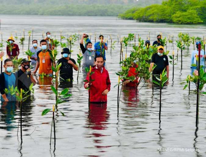 Rehabilitasi Mangrove Di Lakukan Untuk Memulihkan Lingkungan