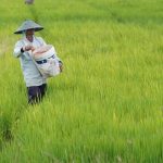 Nilai Tukar Petani Turun Di Tengah Naiknya Harga Beras