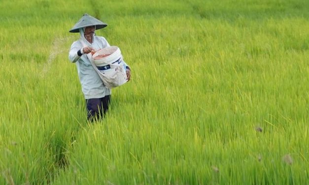 Nilai Tukar Petani Turun Di Tengah Naiknya Harga Beras