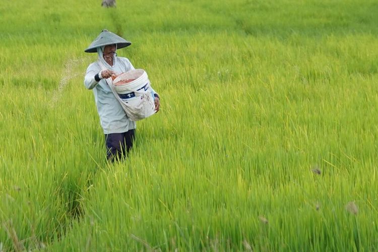 Nilai Tukar Petani Turun Di Tengah Naiknya Harga Beras