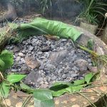 Masak Bakar Batu Jadi Tradisi Di Papua