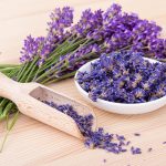 Bunga Lavender Tanaman Dengan Aroma Menenangkan
