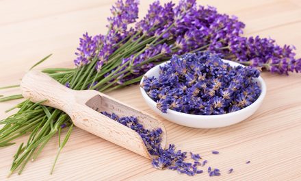 Bunga Lavender Tanaman Dengan Aroma Menenangkan