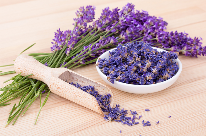 Bunga Lavender Tanaman Dengan Aroma Menenangkan