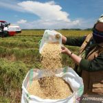 Ketahanan Pangan Nasional Di Tengah Krisis Global