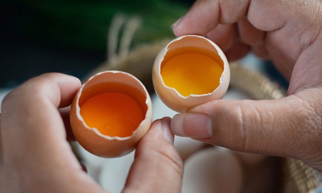 Perbedaan Telur Biasa Dan Telur Ayam Omega