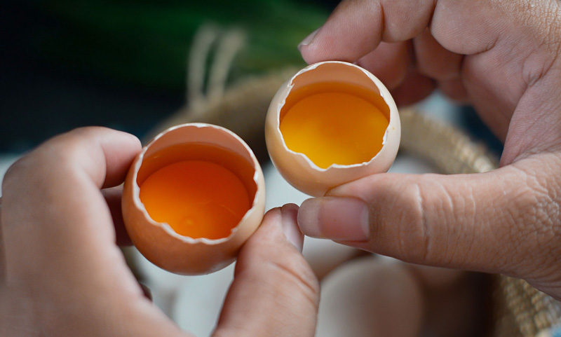 Perbedaan Telur Biasa Dan Telur Ayam Omega