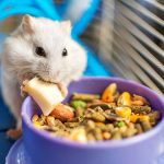 Makanan Terbaik Untuk Hamster Agar Tumbuh Sehat