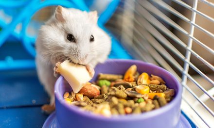 Makanan Terbaik Untuk Hamster Agar Tumbuh Sehat
