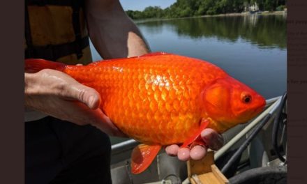 Peran Ikan Mas Dalam Ekosistem Perairan Danau Toba