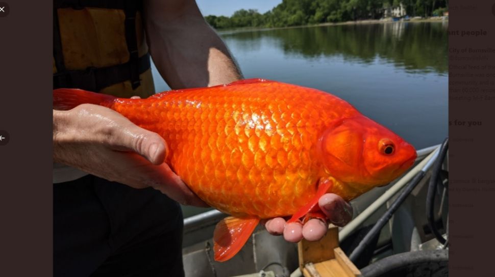 Peran Ikan Mas Dalam Ekosistem Perairan Danau Toba