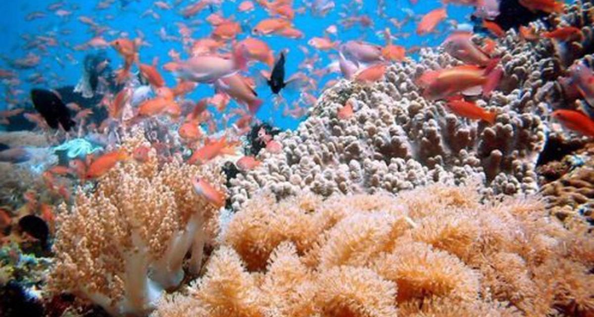 Laut Indonesia Menyimpan Potensi Ekonomi Besar