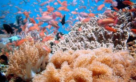 Laut Indonesia Menyimpan Potensi Ekonomi Besar