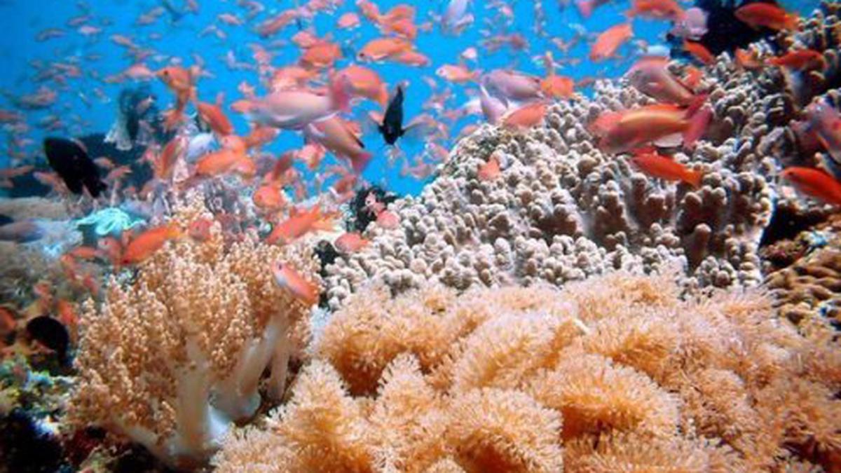 Laut Indonesia Menyimpan Potensi Ekonomi Besar