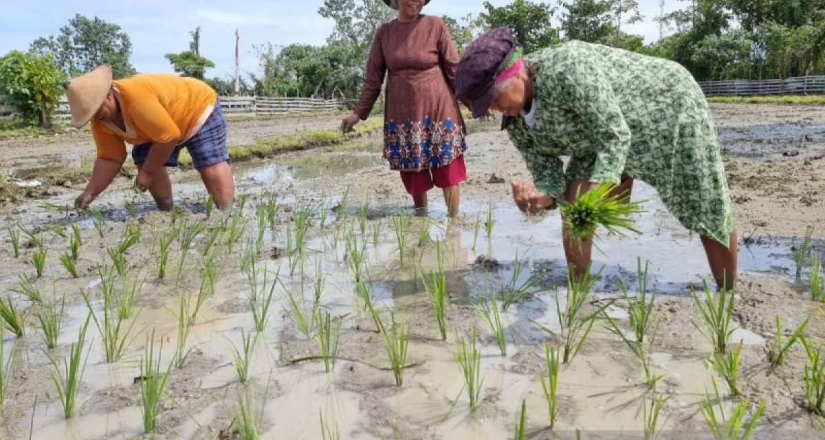 Pembangunan Di Papua Dan Tantangan Pelestarian Alam