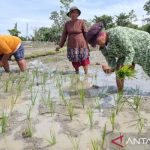 Pembangunan Di Papua Dan Tantangan Pelestarian Alam