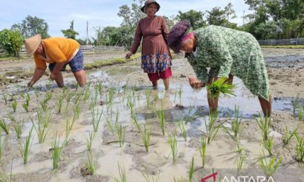 Pembangunan Di Papua Dan Tantangan Pelestarian Alam