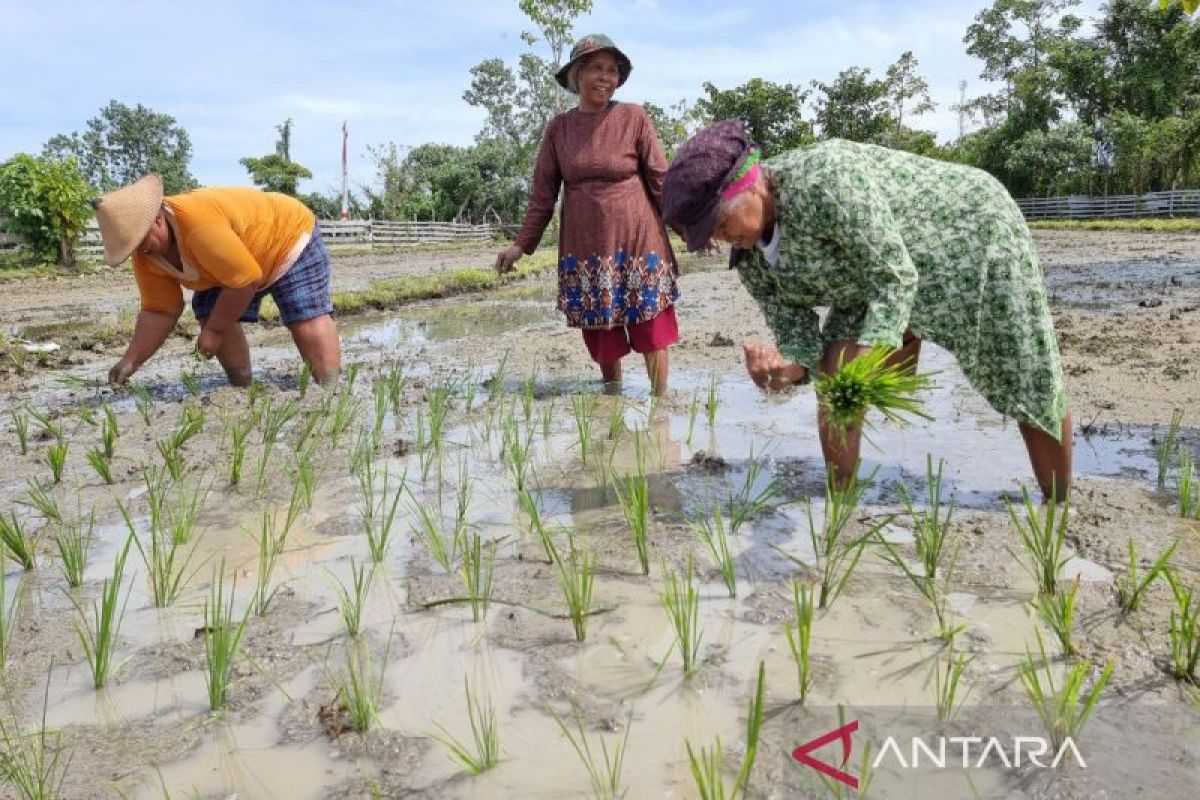 Pembangunan Di Papua Dan Tantangan Pelestarian Alam