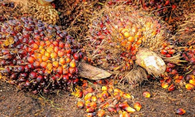 Peran Cangkang Sawit Mendukung Transisi Energi Berkelanjutan