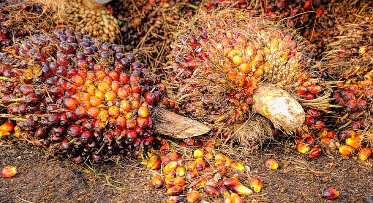 Peran Cangkang Sawit Mendukung Transisi Energi Berkelanjutan