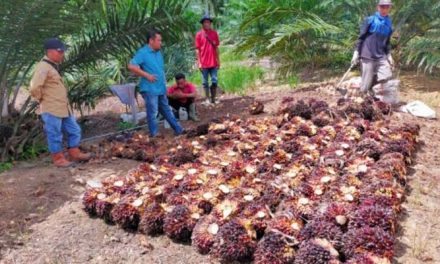 Peran Industri Sawit Dalam Perekonomian Indonesia