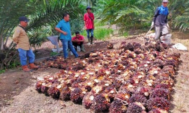Peran Industri Sawit Dalam Perekonomian Indonesia