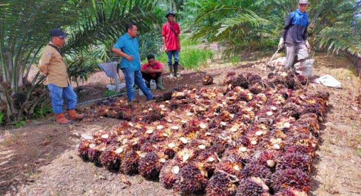 Peran Industri Sawit Dalam Perekonomian Indonesia