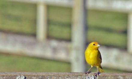 Tips Merawat Burung Kenari Agar Rajin Berkicau