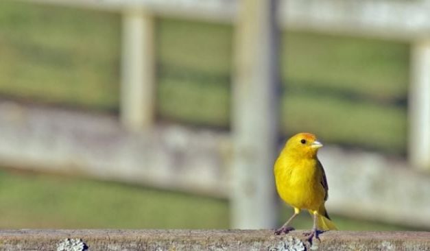 Tips Merawat Burung Kenari Agar Rajin Berkicau