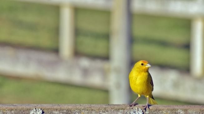 Tips Merawat Burung Kenari Agar Rajin Berkicau
