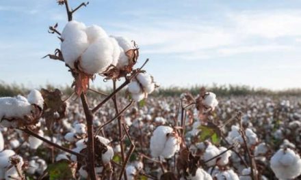 Kapas Dalam Industri Tekstil: Dari Ladang Hingga Menjadi Pakaian