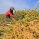Budidaya Padi Modern: Teknik Meningkatkan Hasil Panen Petani