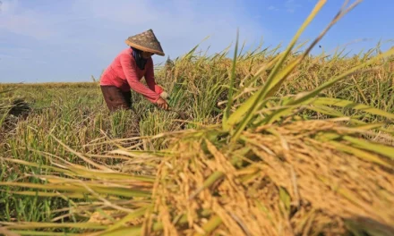 Budidaya Padi Modern: Teknik Meningkatkan Hasil Panen Petani