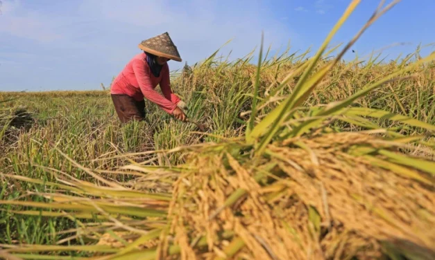 Budidaya Padi Modern: Teknik Meningkatkan Hasil Panen Petani