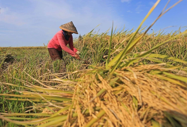 Budidaya Padi Modern: Teknik Meningkatkan Hasil Panen Petani