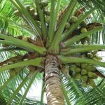 Manfaat Pohon Kelapa: Dari Akar Hingga Buah Bernilai Ekonomis