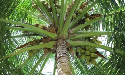 Manfaat Pohon Kelapa: Dari Akar Hingga Buah Bernilai Ekonomis