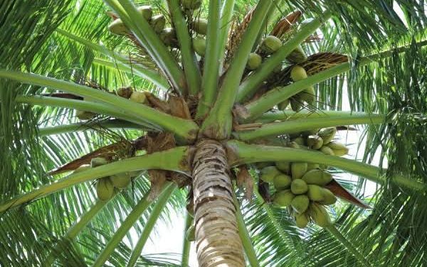 Manfaat Pohon Kelapa: Dari Akar Hingga Buah Bernilai Ekonomis