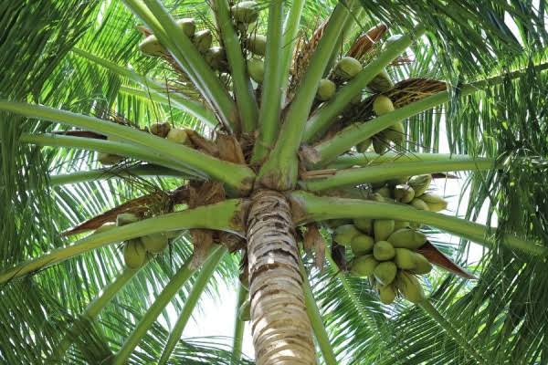 Manfaat Pohon Kelapa: Dari Akar Hingga Buah Bernilai Ekonomis