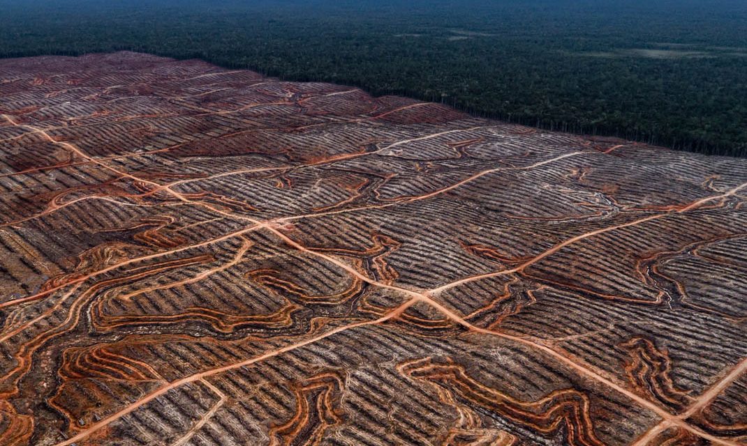 Deforestasi Masal: Proyek Bioetanol Papua–Kalimantan Picu Kritik