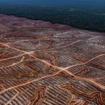 Deforestasi Masal: Proyek Bioetanol Papua–Kalimantan Picu Kritik