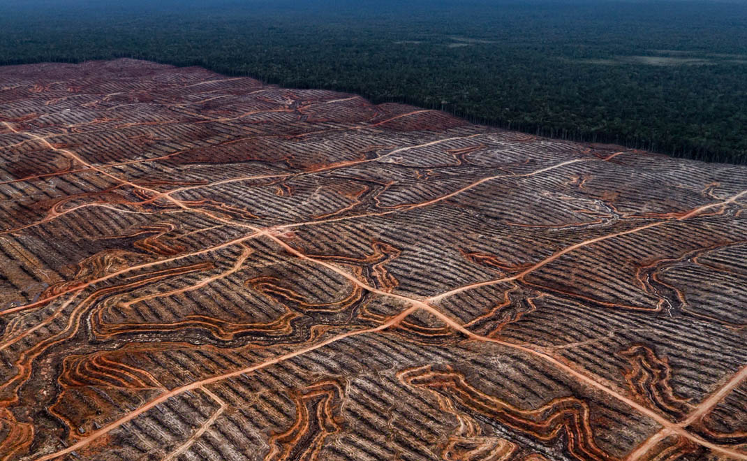 Deforestasi Masal: Proyek Bioetanol Papua–Kalimantan Picu Kritik