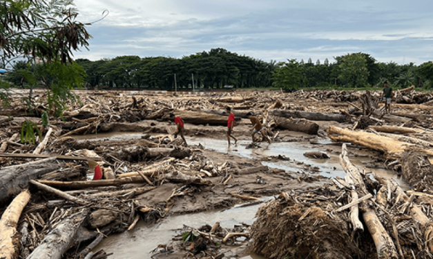 Hutan Gundul: Dampaknya Terhadap Keseimbangan Ekosistem
