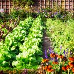 Kebun Rumah: Halaman Untuk Menanam Tanaman Produktif