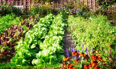 Kebun Rumah: Halaman Untuk Menanam Tanaman Produktif